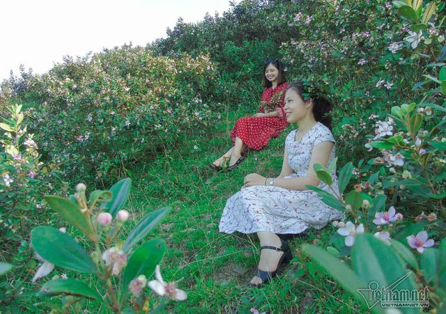 Đồi sim tím lịm bậc nhất xứ Nghệ: Dân teen đổ xô 'seo phì' giữa nắng