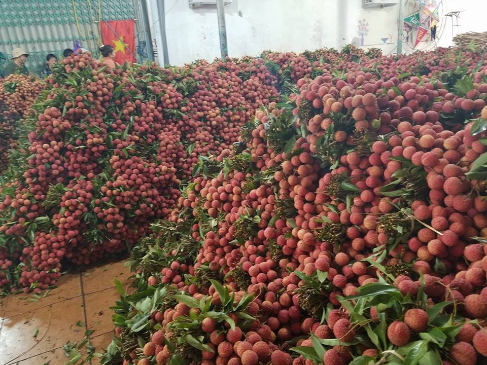 vua-vai-vung-thu-phu-bac-giang-lien-tuc-tac-duong