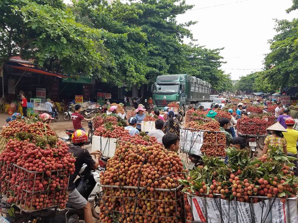 vua-vai-vung-thu-phu-bac-giang-lien-tuc-tac-duong