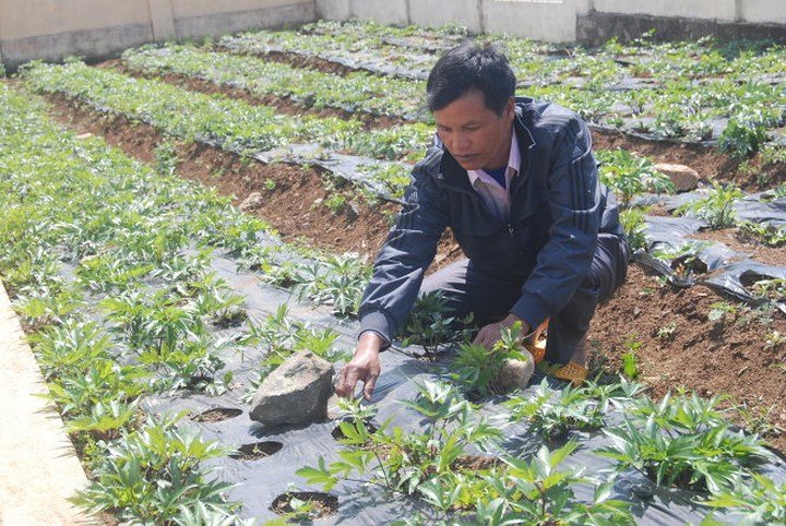 Trồng đương quy thu tiền tỷ ở Lâm Đồng