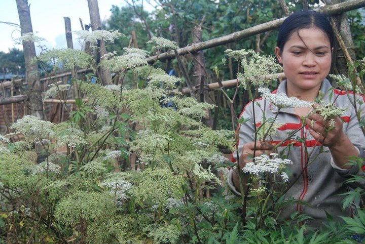 Trồng đương quy thu tiền tỷ ở Lâm Đồng