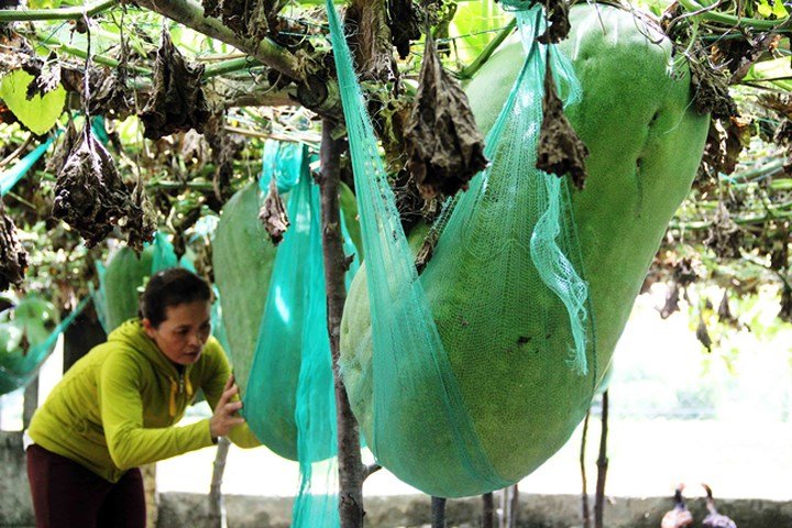 Ảnh: Người dân mắc võng cho bí khổng lồ... ngủ