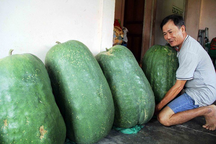 Ảnh: Người dân mắc võng cho bí khổng lồ... ngủ