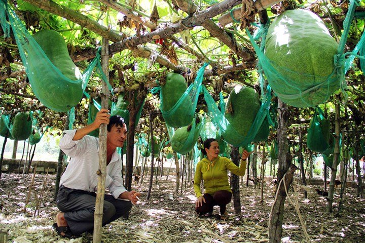 Ảnh: Người dân mắc võng cho bí khổng lồ... ngủ