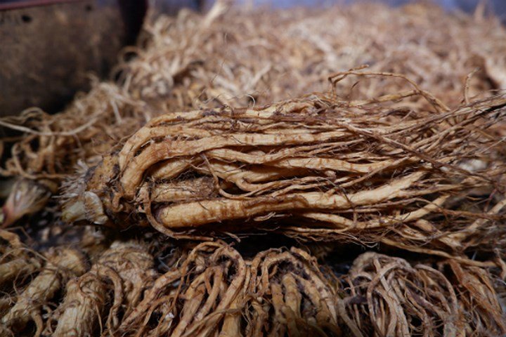 Trồng đương quy thu tiền tỷ ở Lâm Đồng