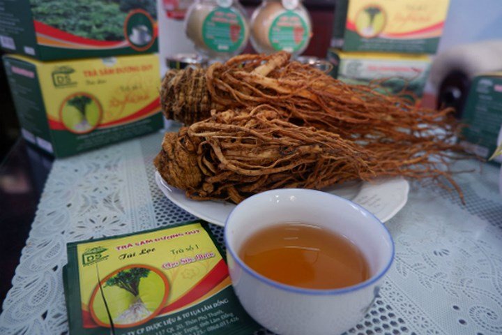 Trồng đương quy thu tiền tỷ ở Lâm Đồng