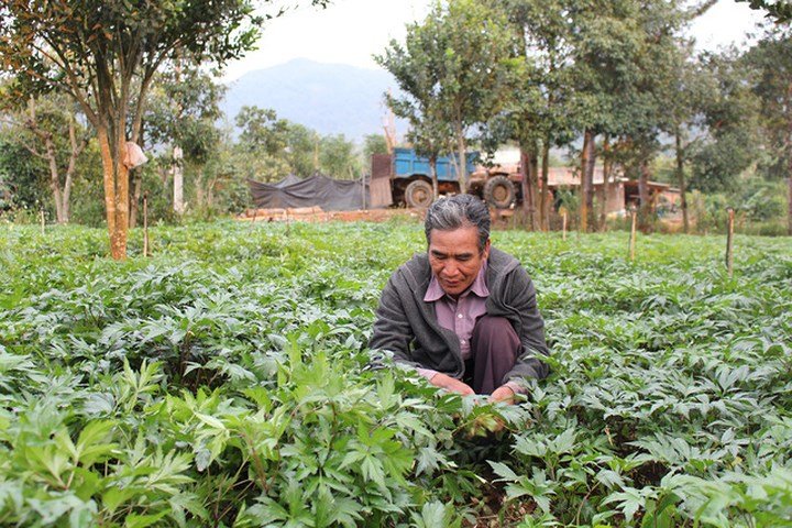 Trồng đương quy thu tiền tỷ ở Lâm Đồng