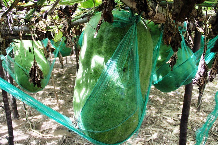 Ảnh: Người dân mắc võng cho bí khổng lồ... ngủ