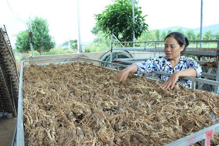 Trồng đương quy thu tiền tỷ ở Lâm Đồng