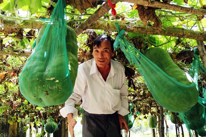 Ảnh: Người dân mắc võng cho bí khổng lồ... ngủ