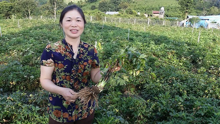 Trồng đương quy thu tiền tỷ ở Lâm Đồng