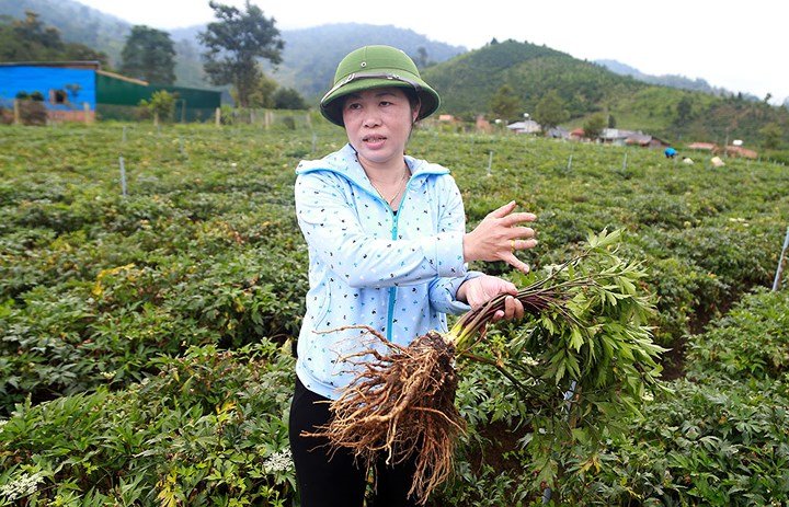Trồng đương quy thu tiền tỷ ở Lâm Đồng