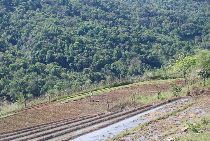 Trồng đương quy thu tiền tỷ ở Lâm Đồng