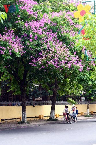 Xứ Huế rực rỡ trong sắc màu mùa hạ