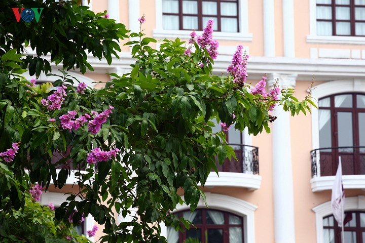 Xứ Huế rực rỡ trong sắc màu mùa hạ