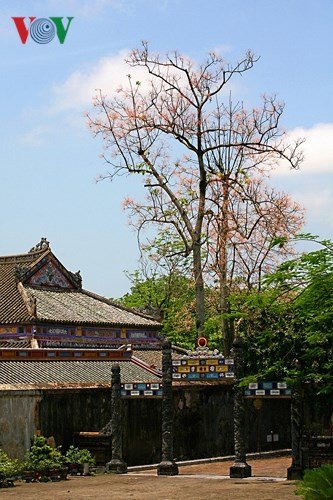 Xứ Huế rực rỡ trong sắc màu mùa hạ