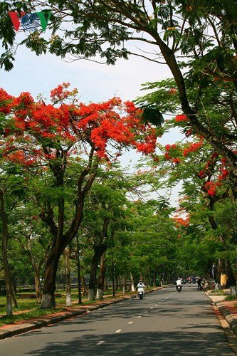 Xứ Huế rực rỡ trong sắc màu mùa hạ