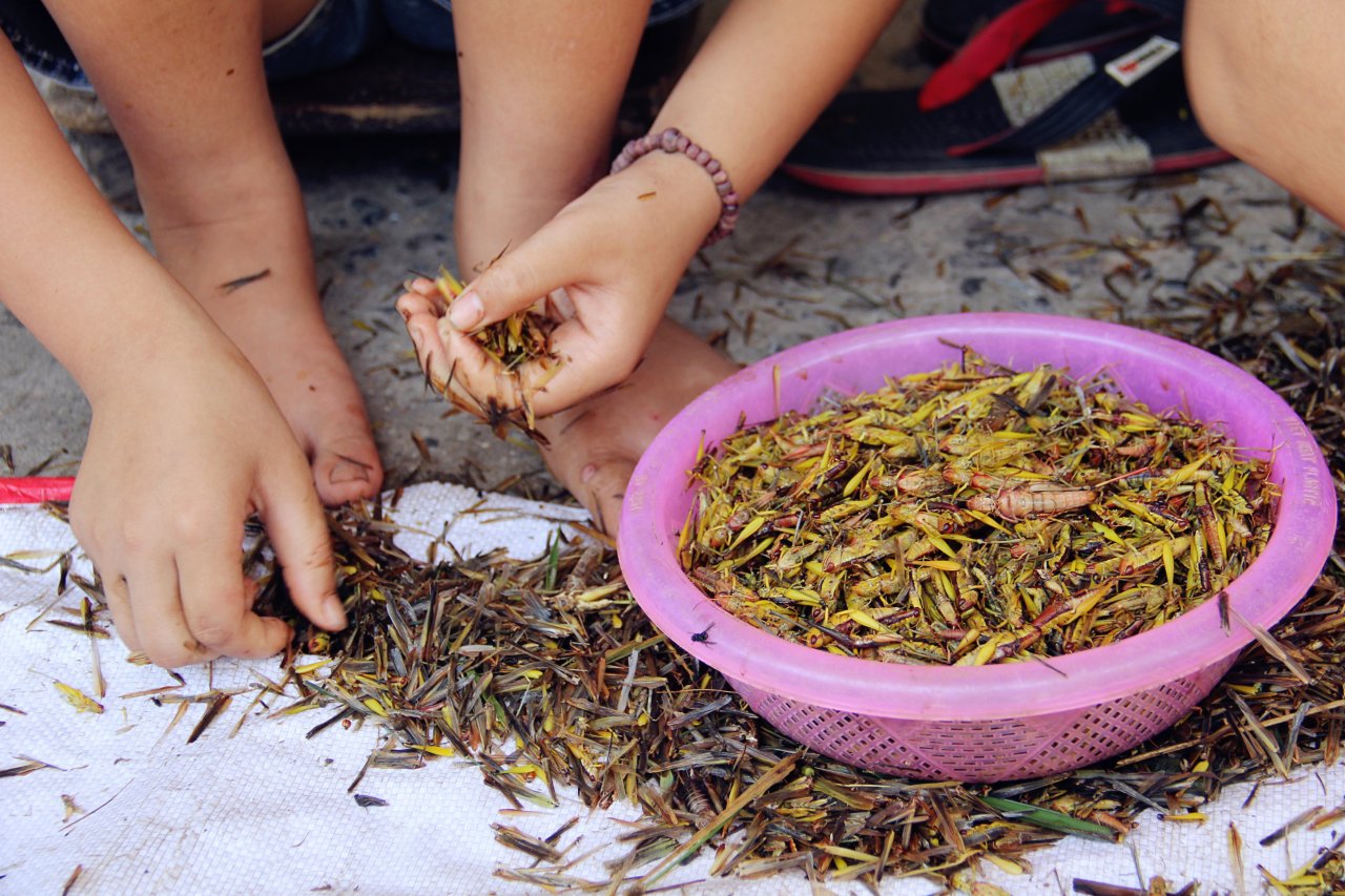 ha-noi-lang-nhat-canh-chau-chau-lai-nhon-nhip-vao-mua
