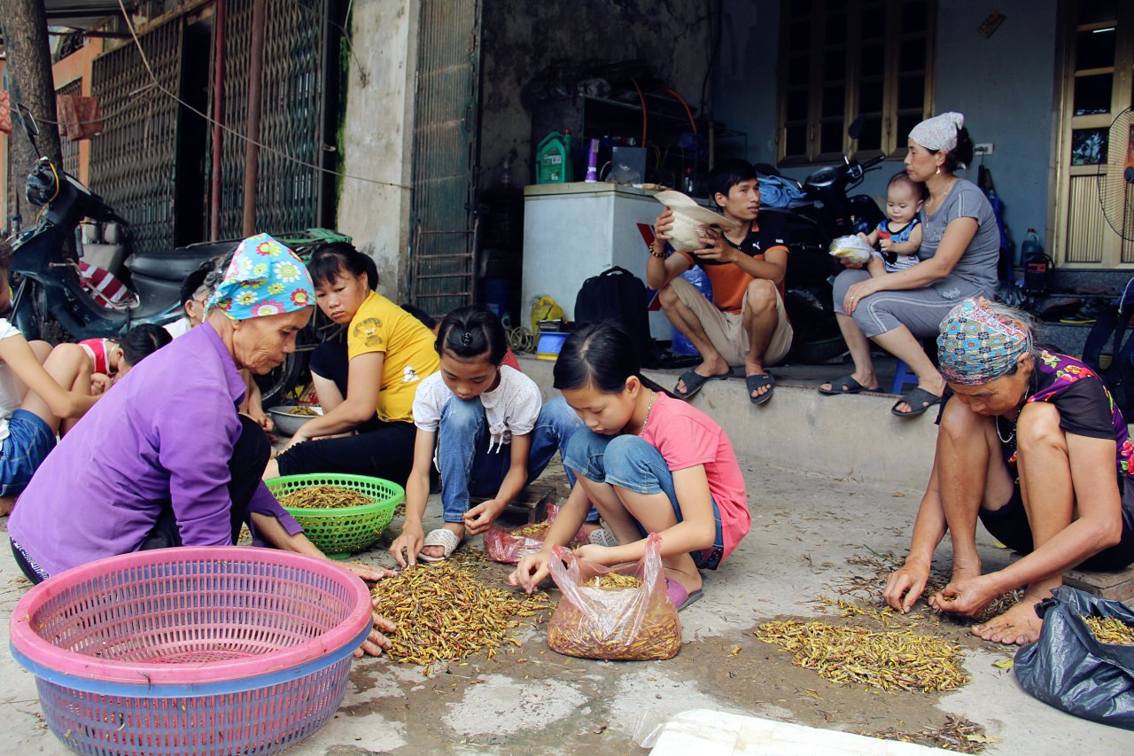 ha-noi-lang-nhat-canh-chau-chau-lai-nhon-nhip-vao-mua