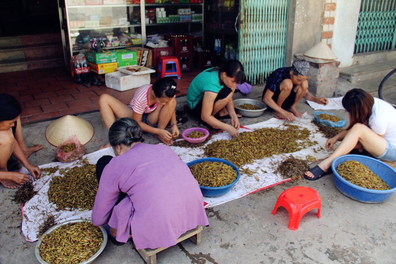 ha-noi-lang-nhat-canh-chau-chau-lai-nhon-nhip-vao-mua