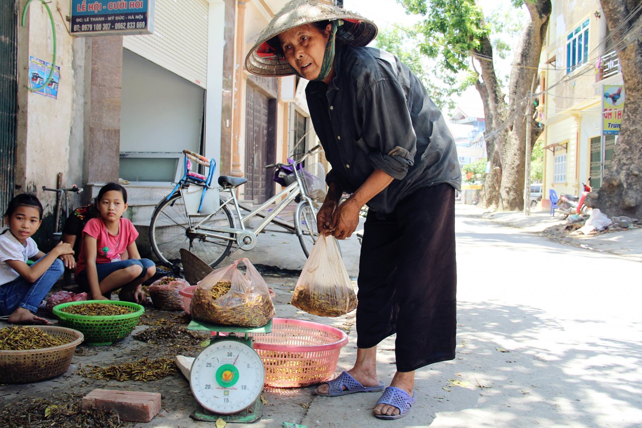 ha-noi-lang-nhat-canh-chau-chau-lai-nhon-nhip-vao-mua