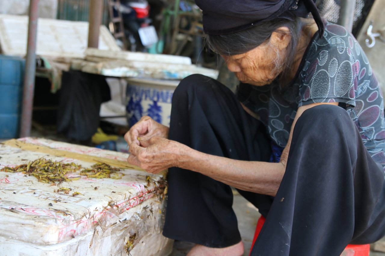 ha-noi-lang-nhat-canh-chau-chau-lai-nhon-nhip-vao-mua