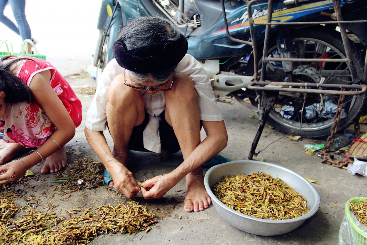 ha-noi-lang-nhat-canh-chau-chau-lai-nhon-nhip-vao-mua