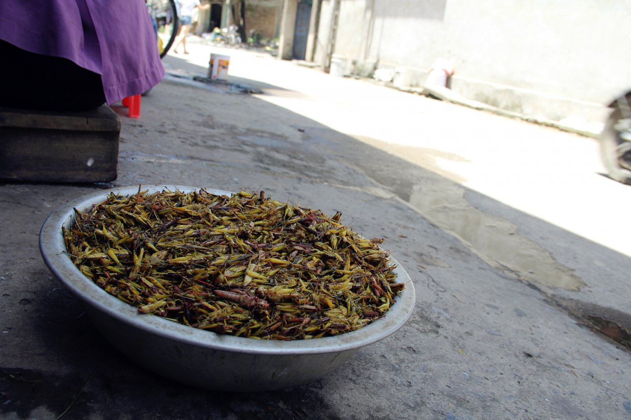 ha-noi-lang-nhat-canh-chau-chau-lai-nhon-nhip-vao-mua