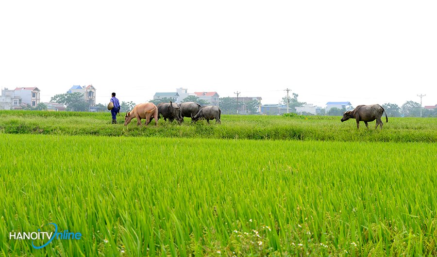 Mầu xanh quê hương nơi ngoại thành Hà Nội