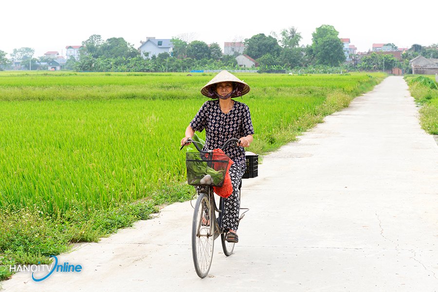 Mầu xanh quê hương nơi ngoại thành Hà Nội
