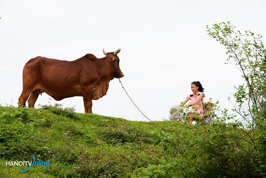 Mầu xanh quê hương nơi ngoại thành Hà Nội
