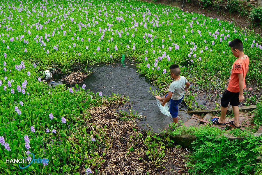 Mầu xanh quê hương nơi ngoại thành Hà Nội