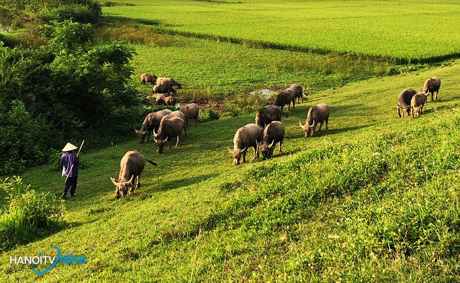 Mầu xanh quê hương nơi ngoại thành Hà Nội