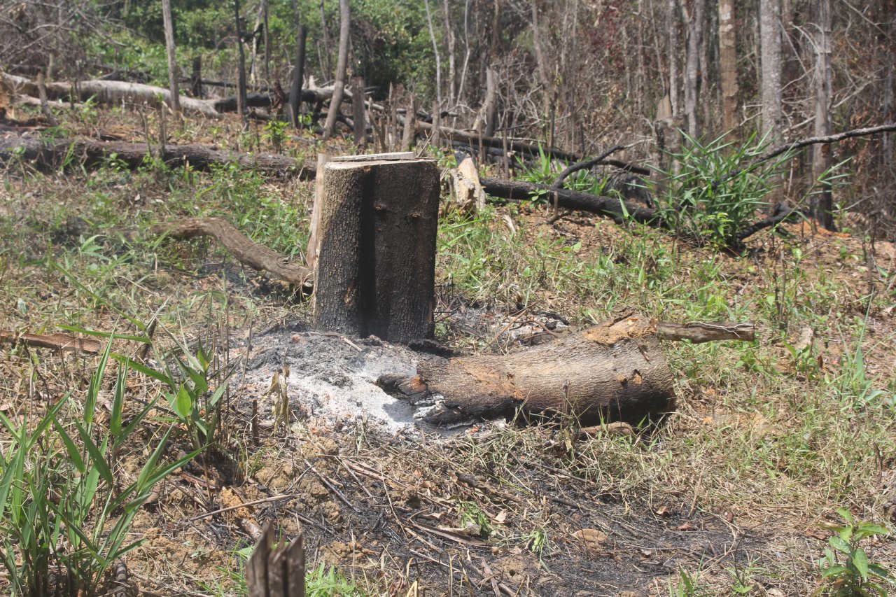nguoi-dan-pha-rung-de-dung-nha-va-lam-nuong-ray