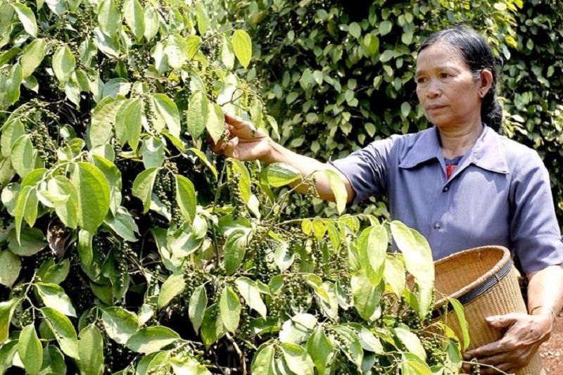 gia-ca-thi-truong-nong-san-hom-nay-306-cuoi-tuan-gia-tieu-am-dam-gia-ca-phe-tiep-tuc-giam
