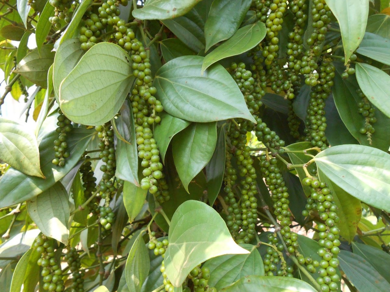 thi-truong-gia-nong-san-hom-nay-27-dau-tuan-gia-tieu-xuong-thap-ki-luc-gia-ca-phe-giam