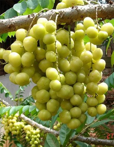 Điều thú vị về quả chùm ruột đặc sản Cần Thơ
