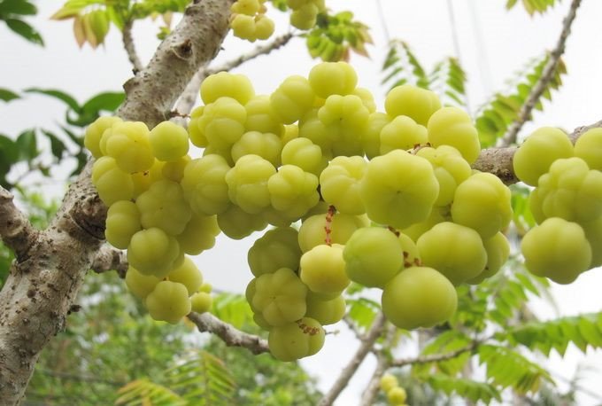 Điều thú vị về quả chùm ruột đặc sản Cần Thơ