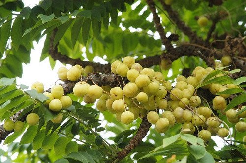 Điều thú vị về quả chùm ruột đặc sản Cần Thơ