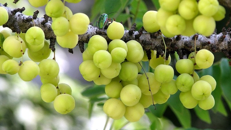 Điều thú vị về quả chùm ruột đặc sản Cần Thơ