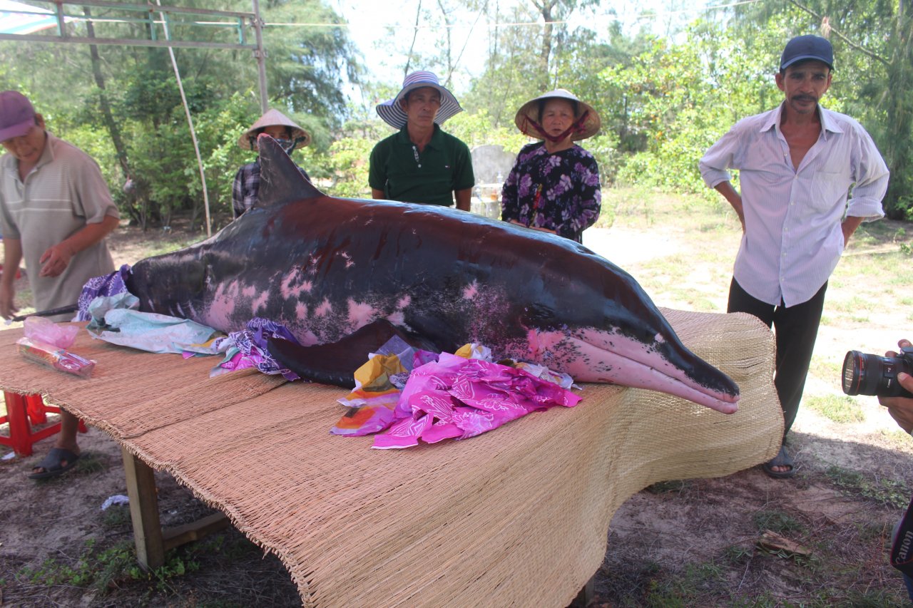 ca-voi-nang-khoang-200kg-dat-vao-bo-bien-quang-nam