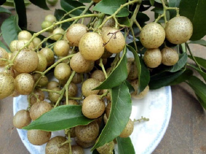 Những trái cây, quả lạ núi rừng hút khách Thủ đô