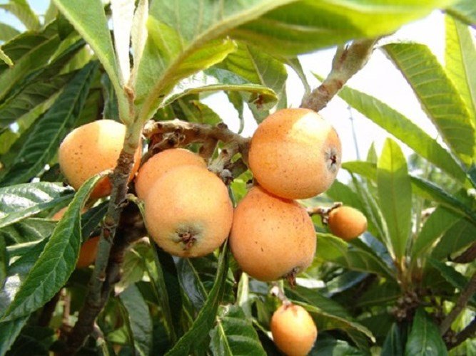 Những trái cây, quả lạ núi rừng hút khách Thủ đô