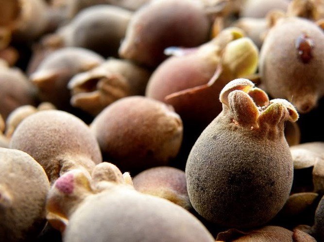 Những trái cây, quả lạ núi rừng hút khách Thủ đô
