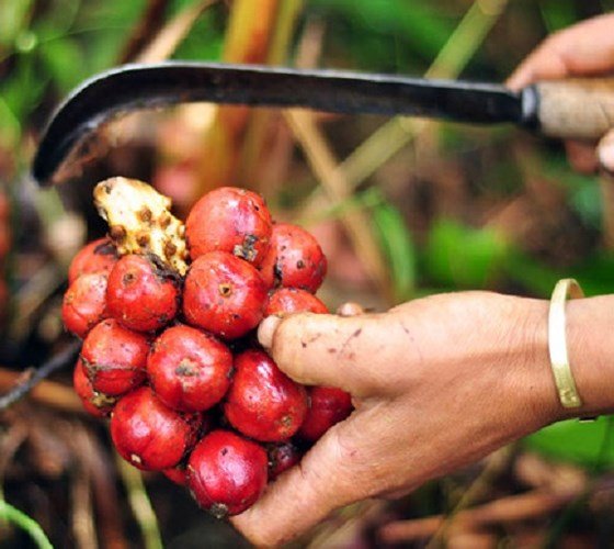 Những trái cây, quả lạ núi rừng hút khách Thủ đô