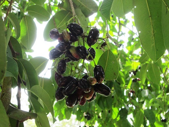 Những trái cây, quả lạ núi rừng hút khách Thủ đô