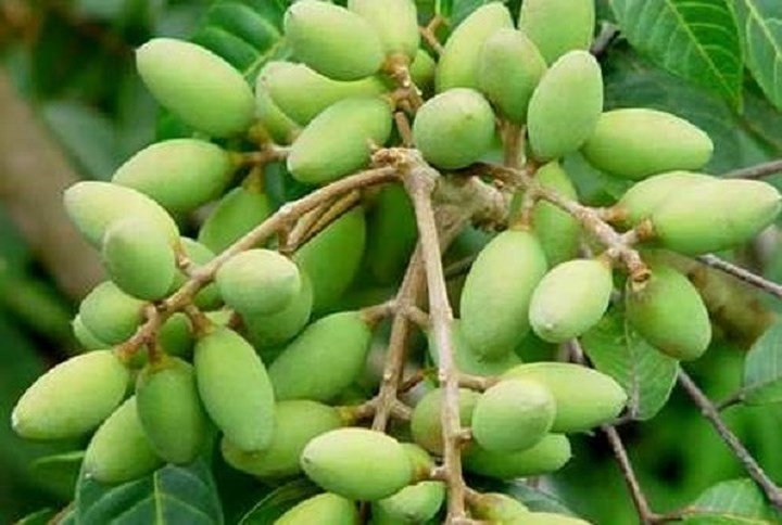 Những trái cây, quả lạ núi rừng hút khách Thủ đô