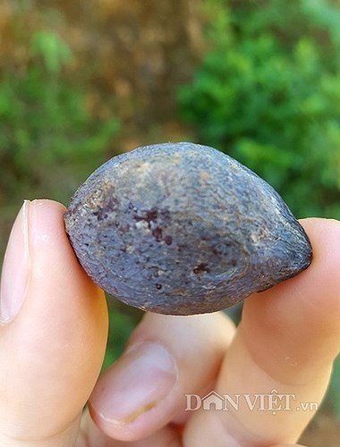 Cây trám 'đẻ ra tiền' được đặt mua 10 năm liền