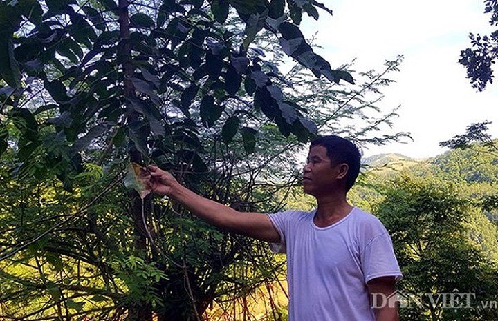 Cây trám 'đẻ ra tiền' được đặt mua 10 năm liền