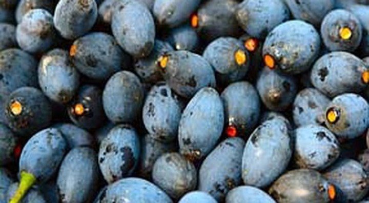 Cây trám 'đẻ ra tiền' được đặt mua 10 năm liền